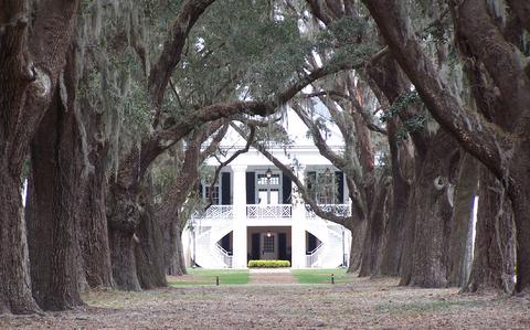 100_1629fordplantationhousetrees.jpg