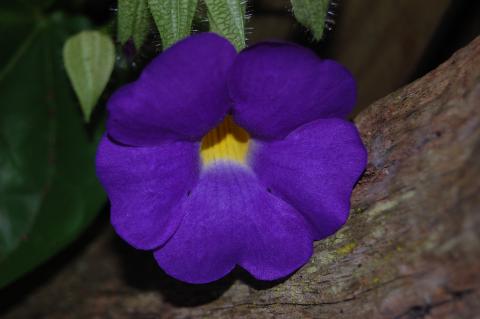 brookgreenpurpleflower.jpg